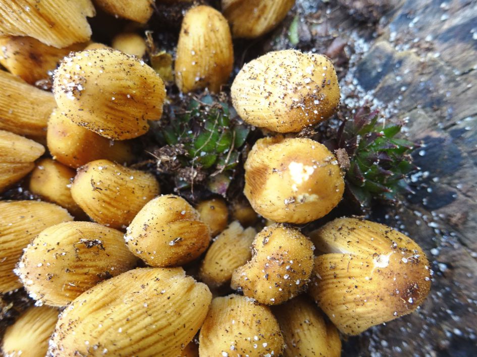 welke paddenstoeltjes zijn dit?